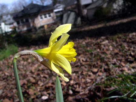 Daffodil