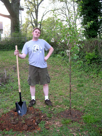 Plant Yoshino tree