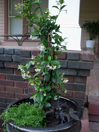 Confederate Jasmine