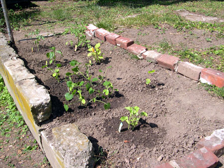 Squash and tomato garden bed