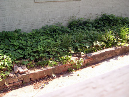 Neighbor's kudzu