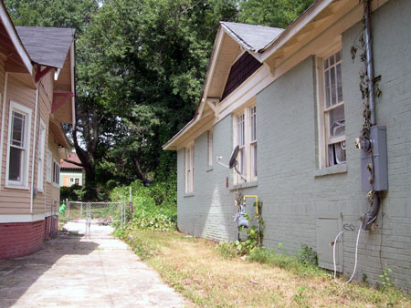 Kudzu