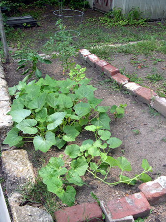 Zucchini Zucchini