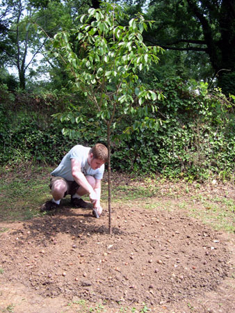 Planting bulbs