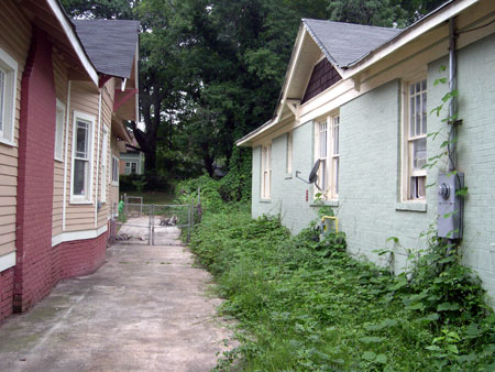 Kudzu Kudzu