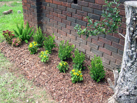 Foundation plants