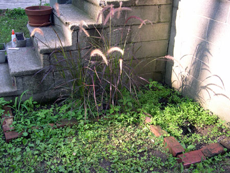 Fountain grass