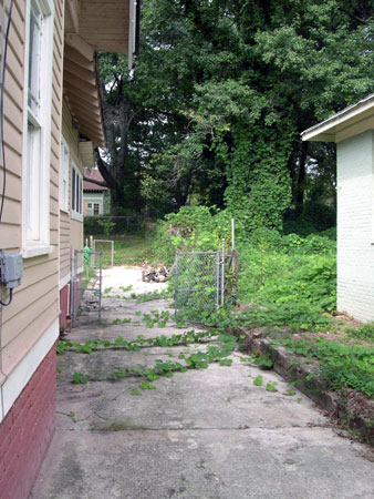 Invasive kudzu