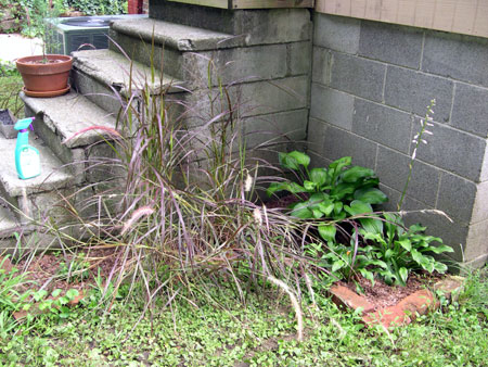 Fountain grass