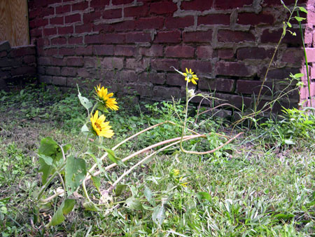 Sunflowers Sunflowers
