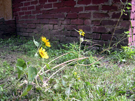 Sunflowers