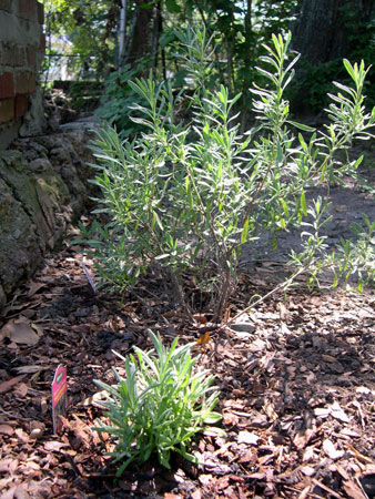 Lavendar Lavendar