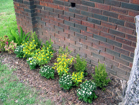Foundation plants Foundation plants