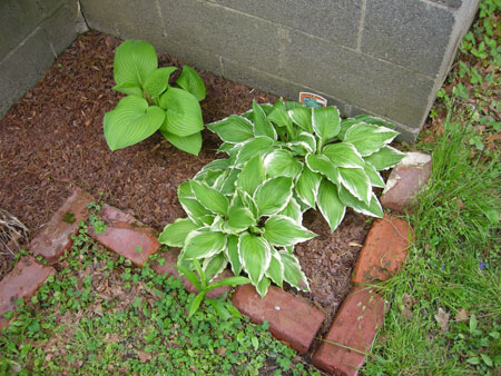 Hostas