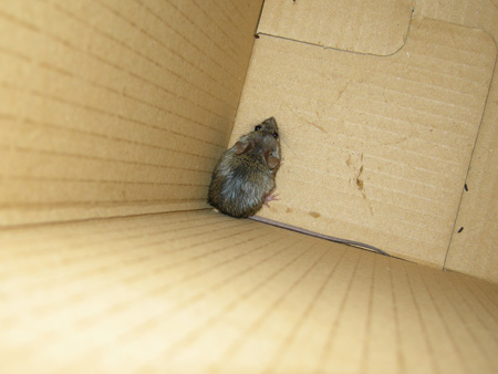 Mouse in the house Mouse in the house