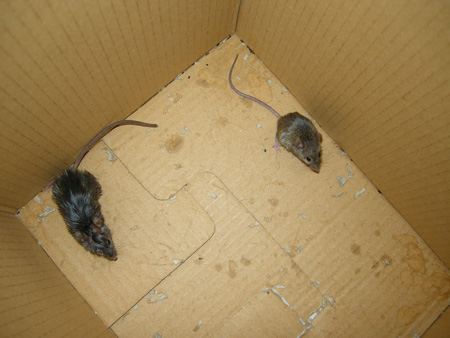 Mouse in the house Mouse in the house