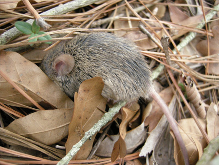 Mouse in the house Mouse in the house