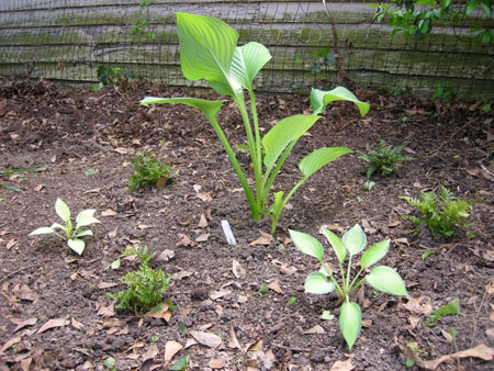 Woodland garden