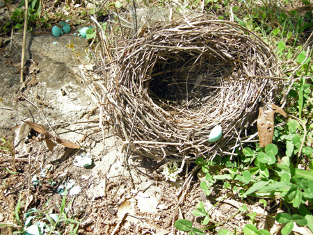 Bird nest