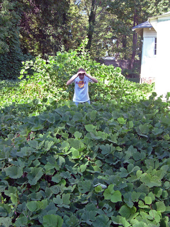 Lost in kudzu field