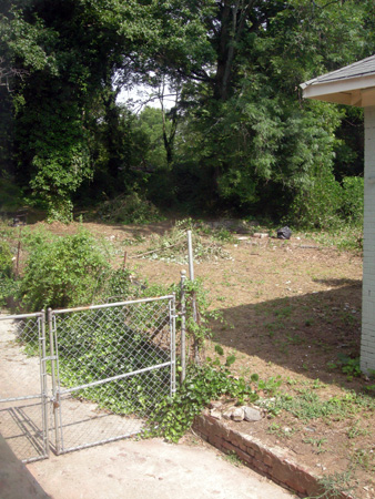 Kudzu field removed