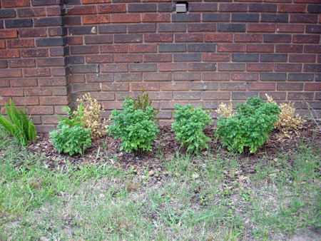 Front yard landscaping