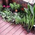 Plants from Growers Outlet