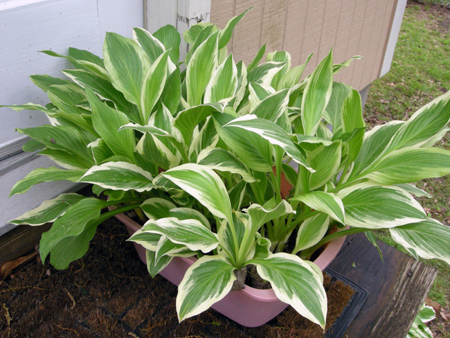 Hosta present