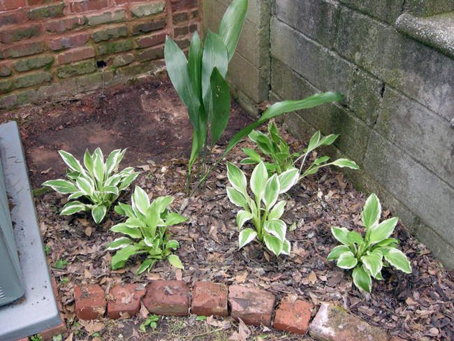 Plants by back steps