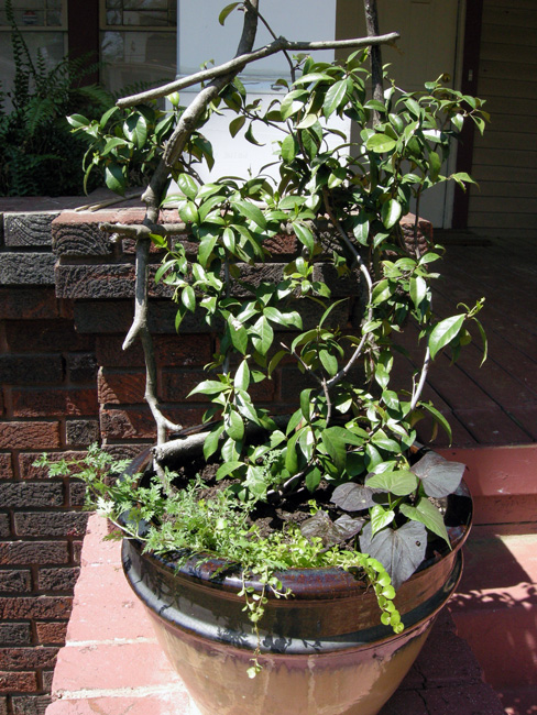 Front porch potted jasmin