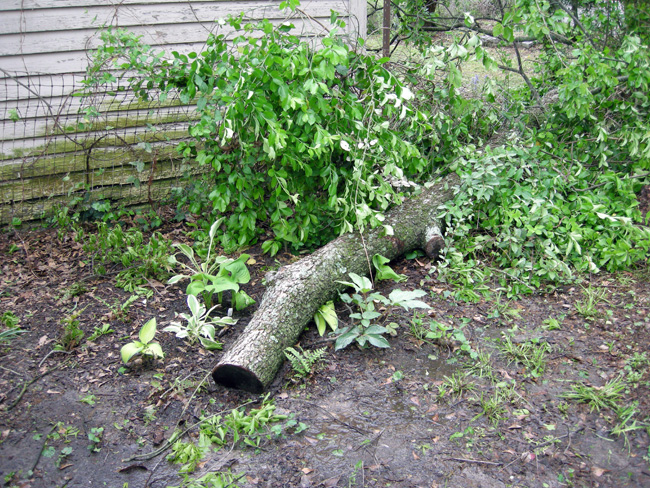 Fallen tree