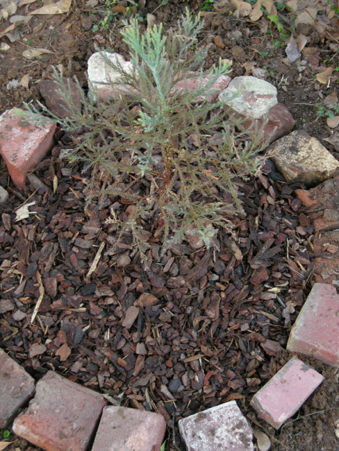 Sequoia in the Yard