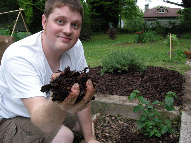 Rosemary planting