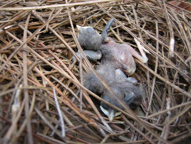 Baby birds