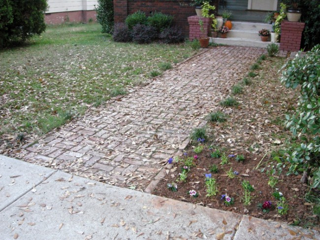 Front yard dianthus