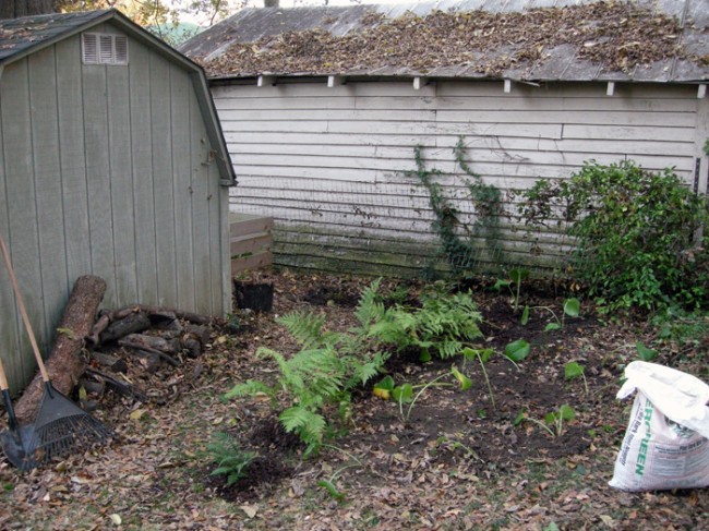 Dividing Hostas