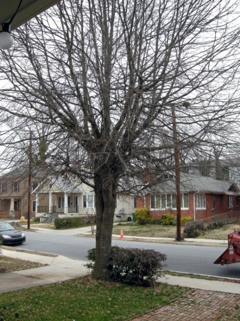 2011-03-16-tree-cutting-before3