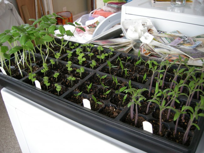 Seedlings!