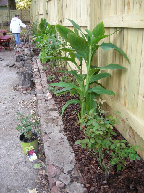 Wall Plantings