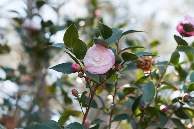 Camellia at Massee Lane Gardens