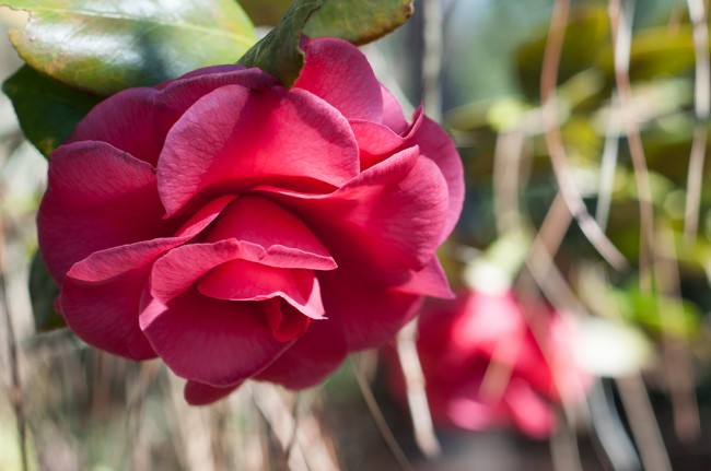 Camellia at Massee Lane Gardens