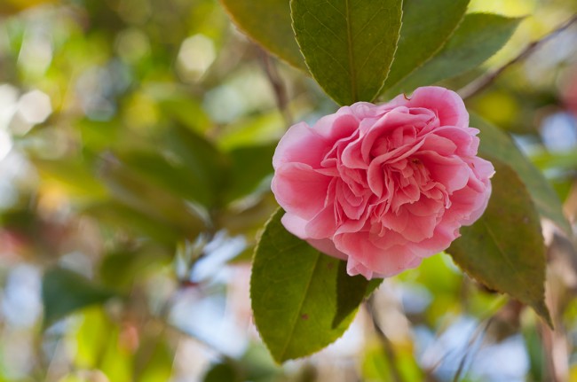 Camellia at Massee Lane Gardens