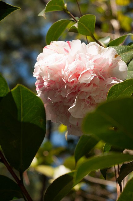 Esther Smith Camellia