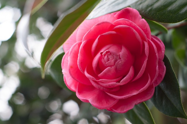 Camellia at Massee Lane Gardens