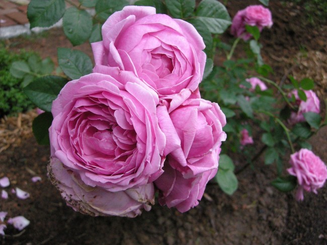 David Austin Bishop's Castle Rose