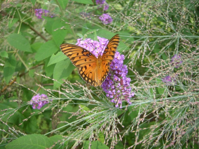 Butterfly on Butterfly Bush