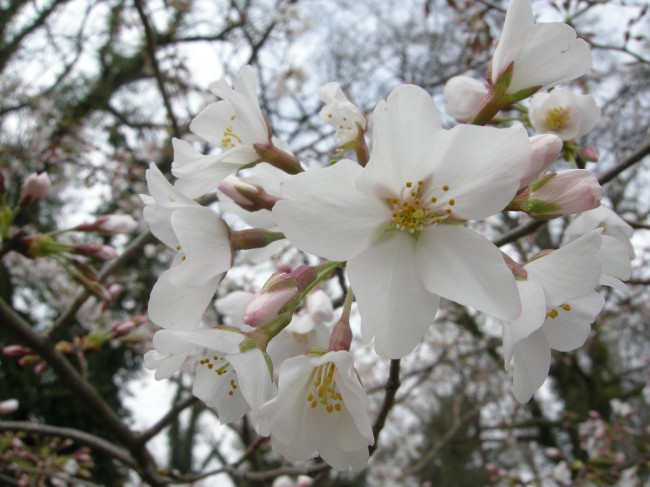 Yoshino Cherry Blooms