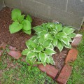 Hostas