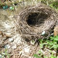 Bird nest