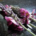 Kudzu flower